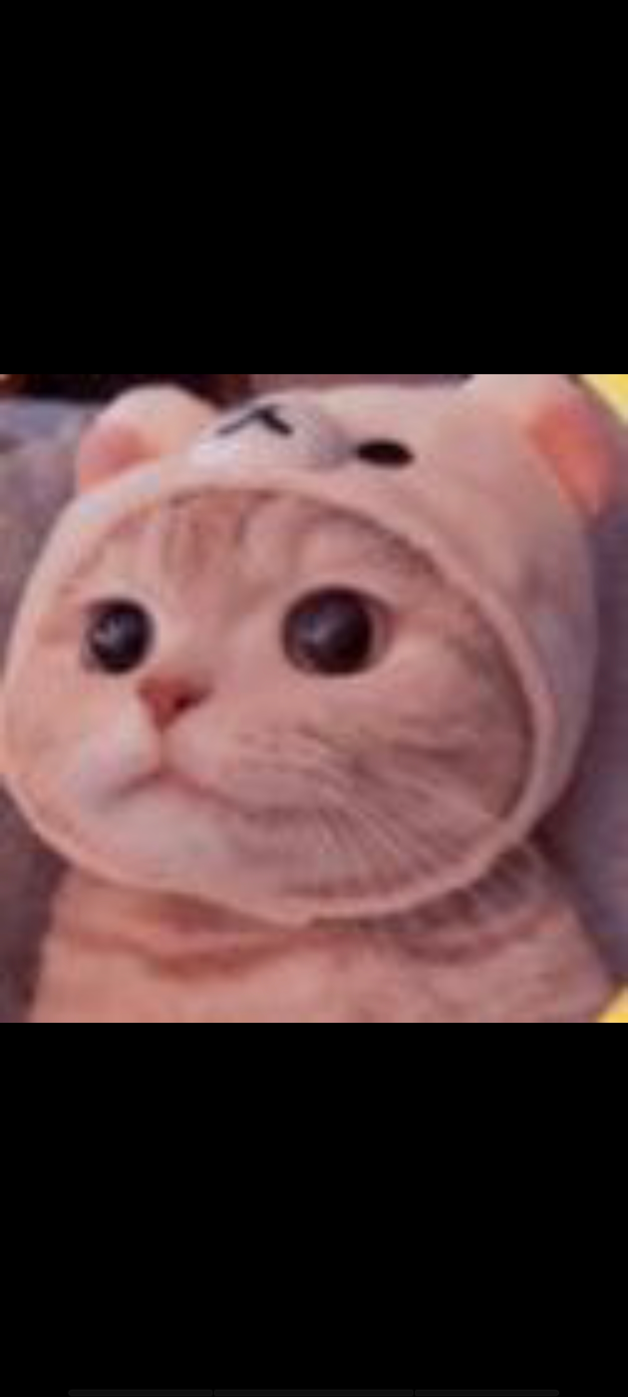 猫猫云加速器
